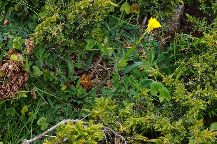 Ranunculus sp. + Hieracium sp.